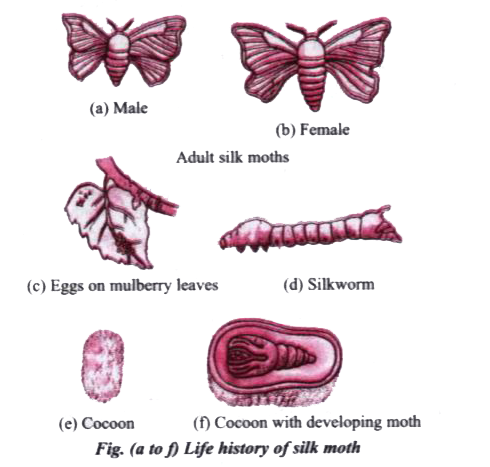 Diagram of life cycle | Silkworm life cycle, Life cycles, Silkworm