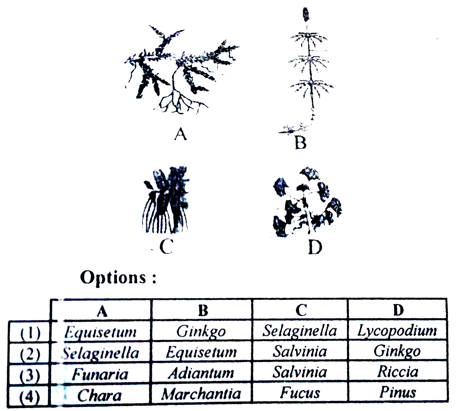 Examine the figures A, B, C and D. In which one of the four options all the items, A, B, C and D are correct ?