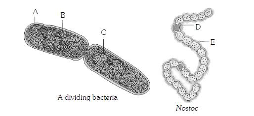 Identify the A, B, C, D and E in the following diagram