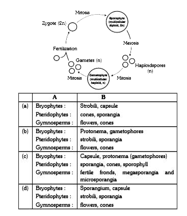 The given figure is showing life cycle of a plant if this belongs to life cycle of bryophytes, pteridophytes and gymnosperms, what will be respective A and B in their life cycle