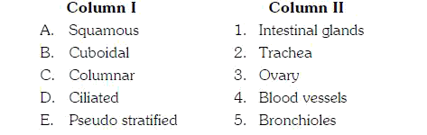 Match the following simple epithelial tissues in column I with their occurrence in column II and choose the correct combination from the options given