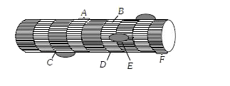 The diagram given below represents the histology of a stripped muscle. Label the parts A, B, C, D E and F
