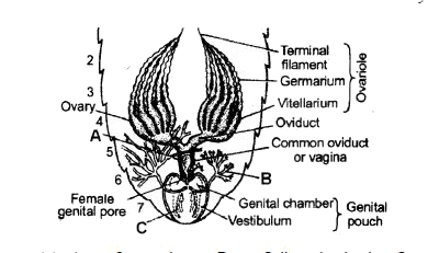 Figure refers to reproductive system of female cockroach. The correct labellings indicated by alphabets are respectively