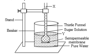 Examine the experiment shown in the given figure      After a few days, which of the following changes will have occurred