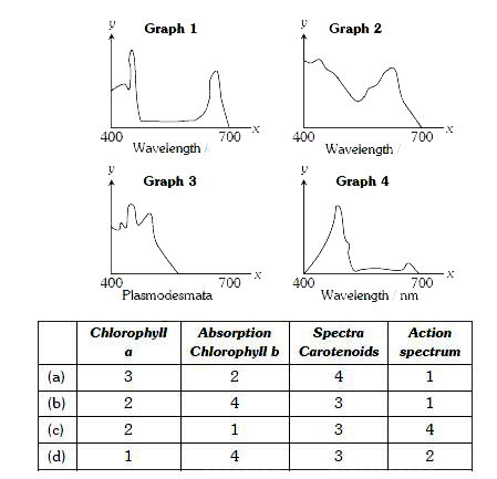 Three of the graphs below show the absorption spectra of photosynthetic pigments. One graph shows the action spectrum of photosynthesis for a plant containing the pigments   The entire x-axis show wavelength. Three of the y-axis show light absorption. One y-axis shows the rate of photosynthesis