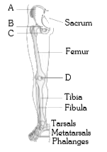 Consider the following diagram. Identify A, B, C and D