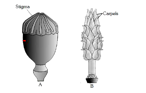 The given figure A and B show female reproductive organs of Papaver and Michelia respectively