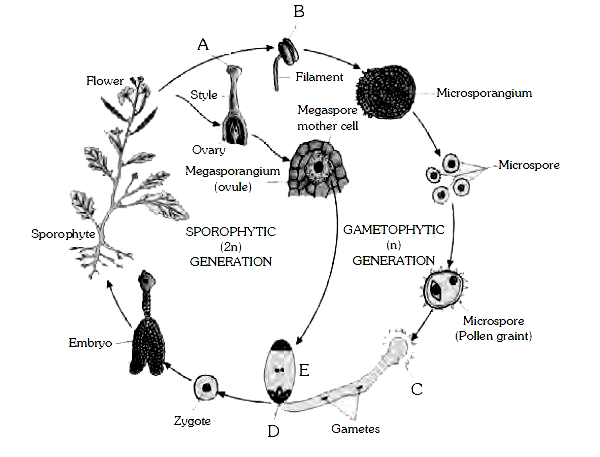 See the following figure and identify A, B, C, D and E are respectively