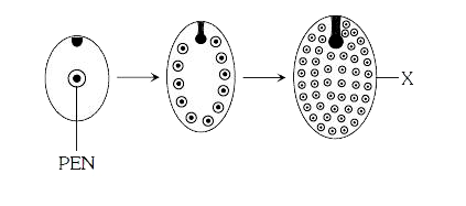 In the following figure       X is