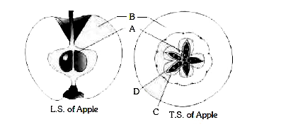 Select the right option in which the edible part (A, B, C and D) shown in the figure is correctly identified