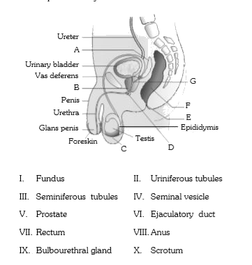 Identify the parts labelled  (A to G) in the given figure of male reproductive system from the list I to X .