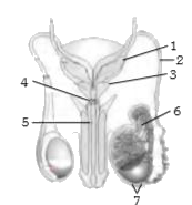 Match each function given below with the related part or parts of the human male reproductive system shown in the diagram      A. Produces sperm     B. Conducts the sperm through the penis to the outside of the body     C. Produces seminal fluid     D. Connects the epididymis with the urethra     E. Stores sperm