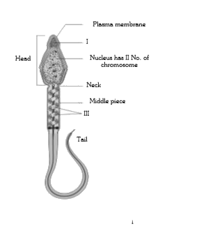 The given figure belongs to human sperm. Identify I, II and III respectively