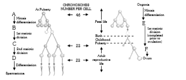 The given figure refers to spermatogenesis and oogenesis in human. Select the right option in which A to H are correctly identified