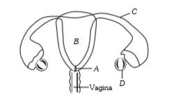 Identify the parts as A, B, C, D in the given diagram