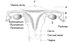 The given figure refers to female reproductive system of human. Identify the marked alphabets