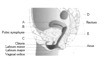 The following figure represents to female reproductive system of human. Select the right option in which A to E are  correctly identified