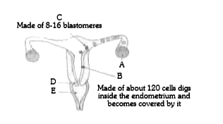 Label the given figure which illustrates fertilization followed by cleavage and the early stages of embryonic development        Choose the right option in which A, B, C, D and E are correctly identified