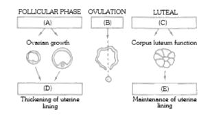 The following diagram refers the changes taking place during the human menstruation cycle       In each of the boxes shown in the diagram fill  with the name of the hormone or hormones controlling the stage in the human menstrual cycle