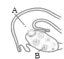 Which stage of the menstrual cycle is characterized by the event labelled A in given diagram