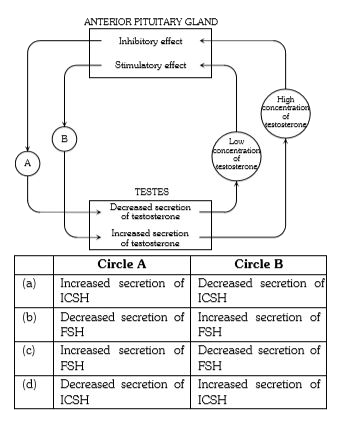 The figure given below shows the self - regulating effect of testosterone. Which option in the following table correctly identifies the terms missing from circles A and B