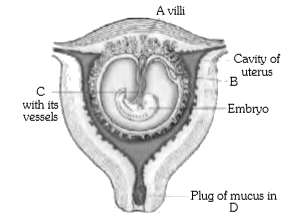 The following figure refers to the human foetus within the uterus. Identify A to D correctly