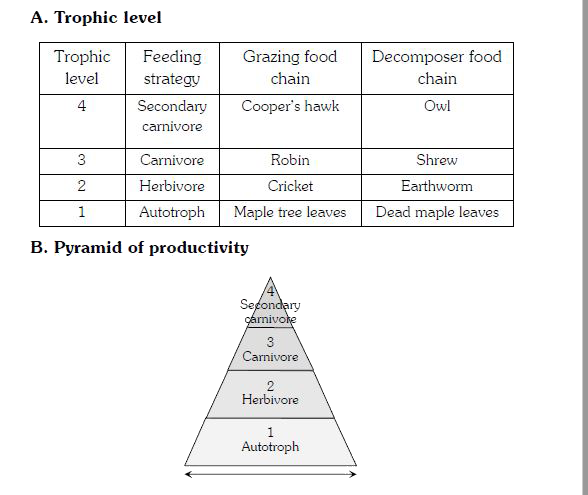 Using the figure, determine which animals would be found in the same trophic level