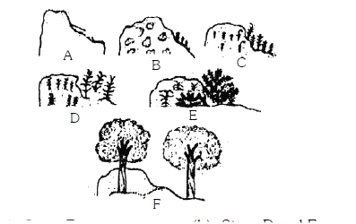 The diagram refers to the biotic succession on bare rock (lithosere). At which stage (s) (as labeled A, B, C, D, E, and F) will you find plants like Solidago, Festuca