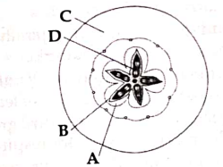 Which part of the fruit, labelled in the given figure makes it a false fruit ?