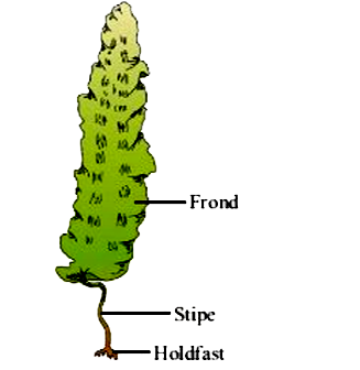Study the following diagram carefully and select the correct statement given below for this plant :-