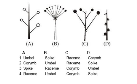 Identify the pictures of some inflorescence given below and choose the correct option-