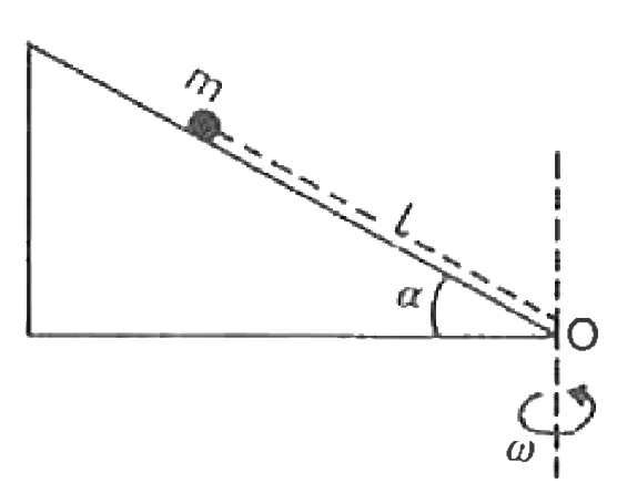 A ball is placed on a smooth chute inclined at an angle alpha = 30^(@) to the horizontal and rotating at frequency n=30 rpm about a vertical axis passing through its lower end. At what distance from the end of the chute does the ball rest ?