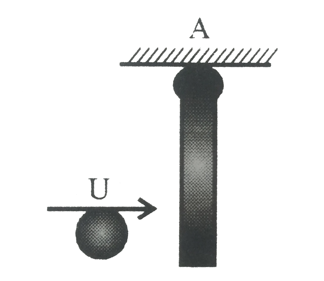 In the given figure a ball strikes a uniform rod of same mass elastically and rod is hinged at point A. Then which of the statements (s) is//are correct ?   .