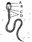 The given figure shows a human sperm. Various parts of it are labelled as A, B, C and D. Which labelled part represents acrosome?