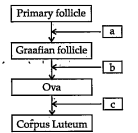 Given below is a flow chart showing ovarian changes during menstrual cycle. Fill in the spaces giving the name of the hormones responsible for the events shown.