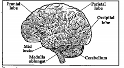 Labelled diagram :