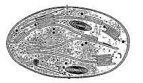 Examine the figure  Is this structure present in animal cell or plant cell?
