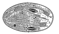 Examine the figure  Can these be passed on to the progeny? How?