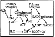 Is there something wrong in following schematic presentation? If yes, correct it so that photosynthesis will be operated.