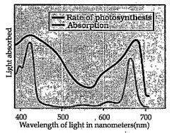 In the figure given below, the black line (upper) indicates action spectrum for photosynthesis and the lighter line (lower) indicates the absorption spectrum of chlorophyll a, answer the followings: How can we derive an absorption spectrum for any susbtance?
