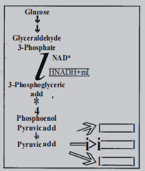 Pyruvic acid is the end product of glycolysis, what are the three metabolic fates of pyruvic acid under aerobic and anaerobic conditions? Write in the space provided in the diagram.