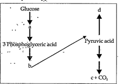 In the following flow chart, replace the symbols a,b,c and d with appropriate terms. Briefly explain the process and give any two application of it.