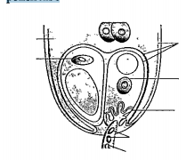 In thefiguregiven below label thefollowing parts: male gametes, egg cell, polar nuclei,synergid and poilen tube