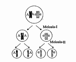 Observer the following diagram and answer the questions given below:    In which phase of meiosis-I, homologous chromosomes segregate?