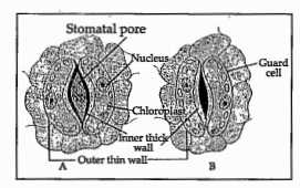 Obsever the diagram and asnwer the following      Which elemetn plays an important role in the opening and closing of stomata?