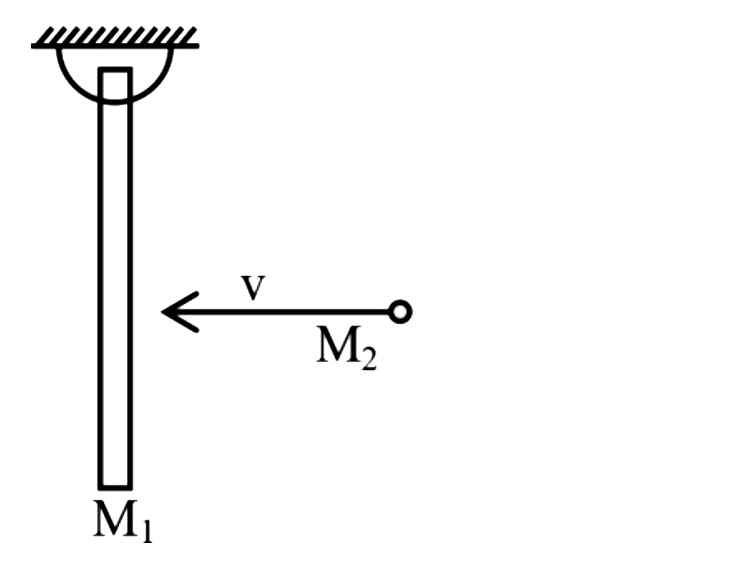 द्रव्यमान M1की एकसमान छड़ को इसके ऊपरी सिरे से कब्जे से लटका दिया जाता है,जैसा कि चित्र में दिखाया गया है। द्रव्यमान M2 का एक कण जो क्षैतिज रूप से गतिमान है,छड़ के मध्य बिंदु पर प्रत्यास्थ रूप से संघट्ट करता है। यदि कण संघट्ट के बाद विरामावस्था में आ जाता है,तब (M1)/(M2) का मान क्या है ?