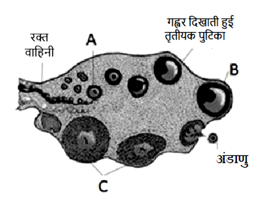 यह चित्र मानव अंडाशय के एक भाग को दर्शाता है। उस विकल्प का चयन कीजिए जो A, B, C की सही पहचान करता है।        (i) A प्राथमिक पुटक का एक समूह है जो धीरे-धीरे LH और FSH के प्रभाव में परिपक्व होता है। (ii) C ग्राफी पुटक है जो एक हॉर्मोन का उत्पादन शुरू करता है जिसे प्रोजेस्टेरॉन कहा जाता है। (iii) C एक पीत पिंड है जो FSH को स्रावित करता है। (iv) B ग्राफी पुटक है जो चक्र के मध्य में फट जाता है।