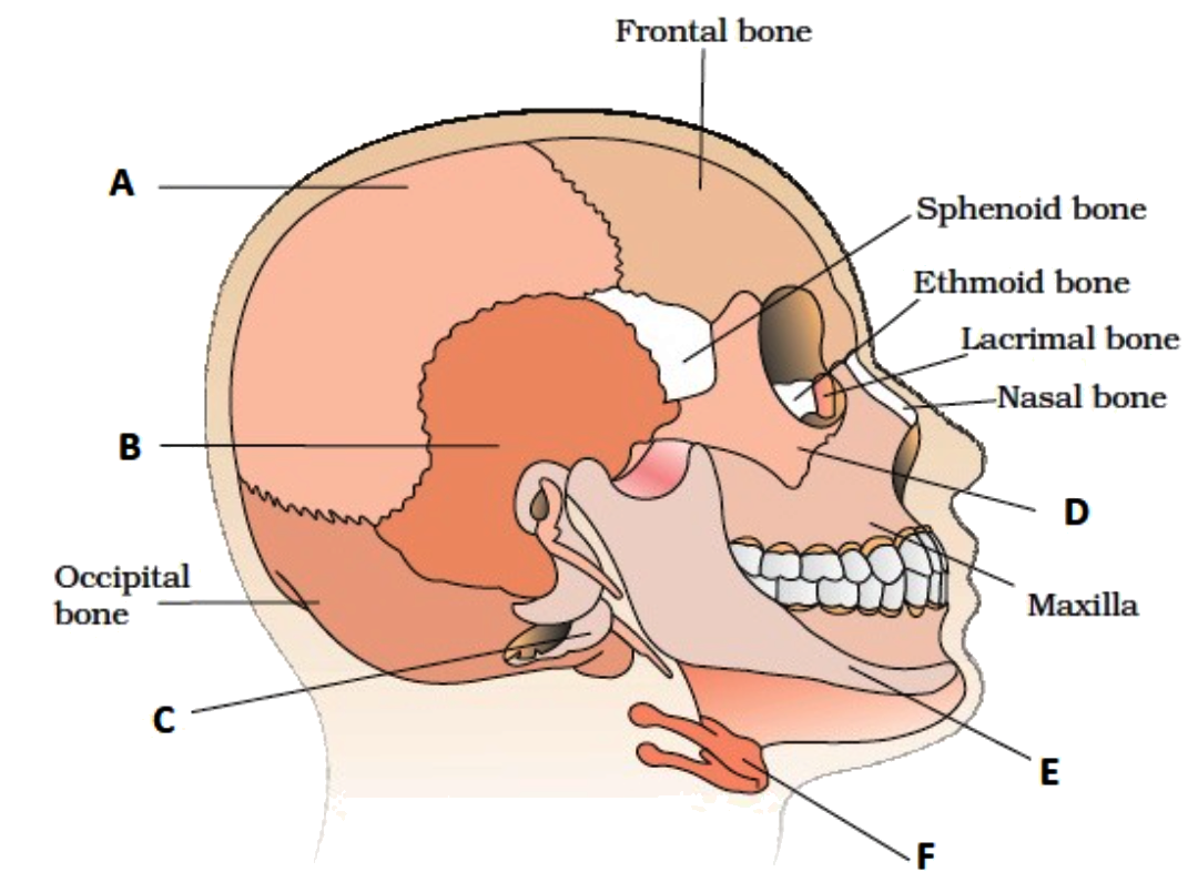 Select the option with the correct identification of the structures labeled by alphabets (A - F) in the given diagram of the human skull:-