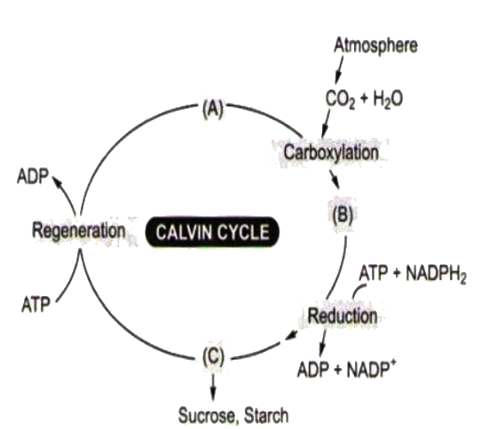 Choose the correct combination of labels for the molecules involved in Calvin cycle.
