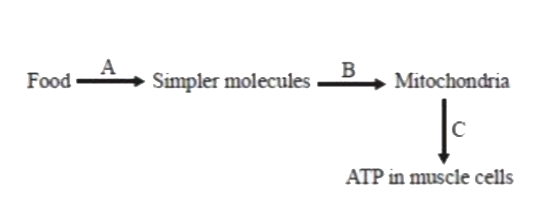 The correct sequence of processes represented by A, B, and C are:-
